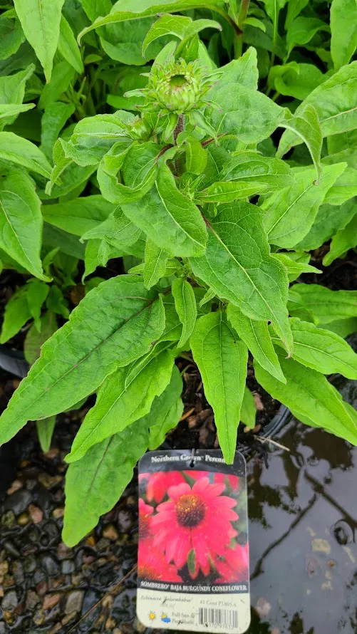 #1 coneflower sombrero burgundy