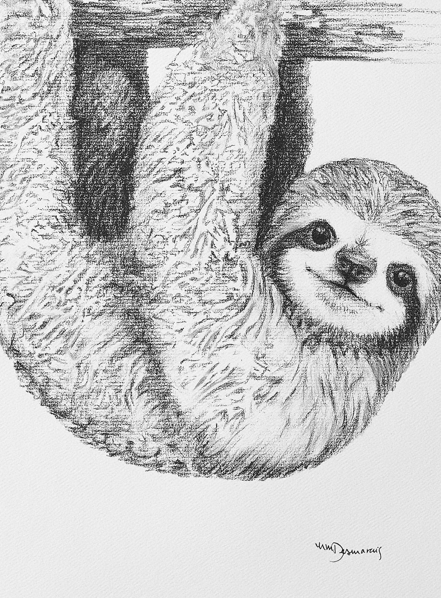 Cute Baby Sloth