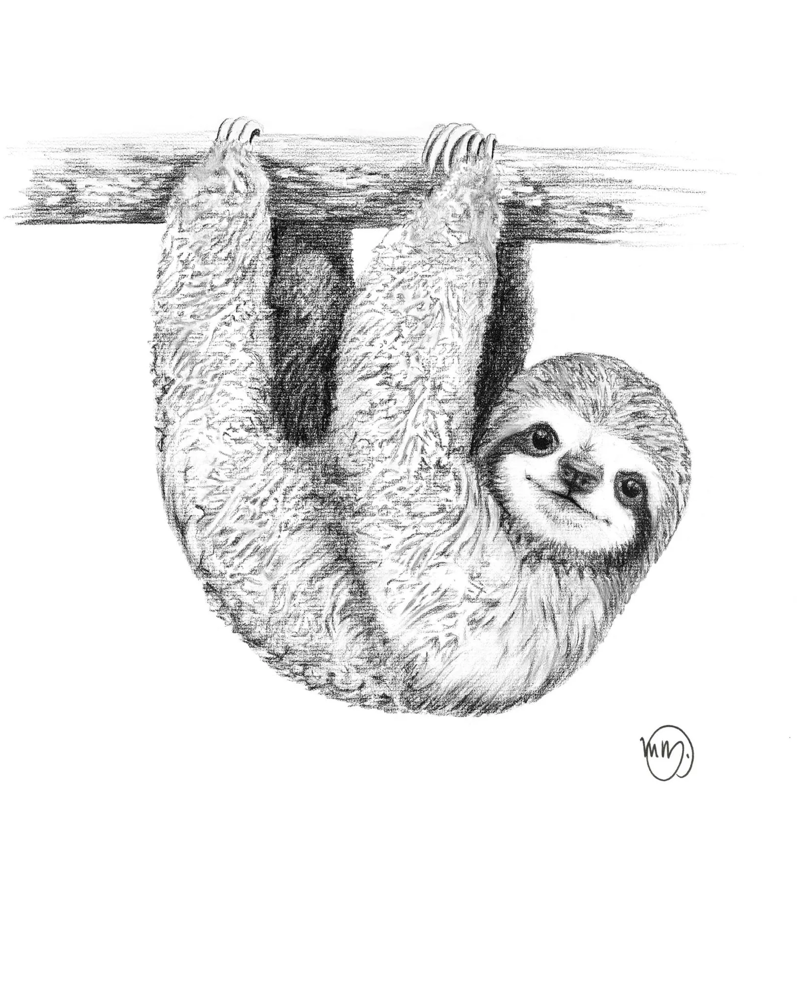 Cute Baby Sloth